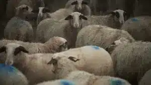 Vole 76 ovins en Espagne et se fait prendre à Elvas en franchissant un feu rouge.