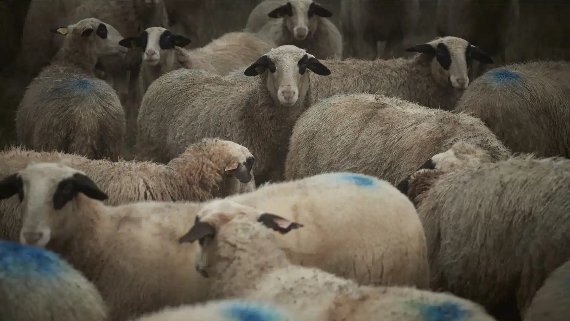 Vole 76 ovins en Espagne et se fait prendre à Elvas en franchissant un feu rouge.