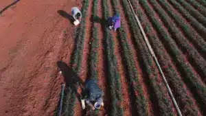 Agriculteurs satisfaits avec le protocole de migration régulée : "Positif"