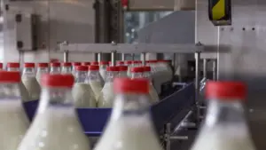 Aides "insuffisantes". Les producteurs de lait pénalisés par les coûts.