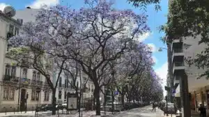 AML veut connaître la décision de la chambre sur les jacarandas du 5 de Outubro.