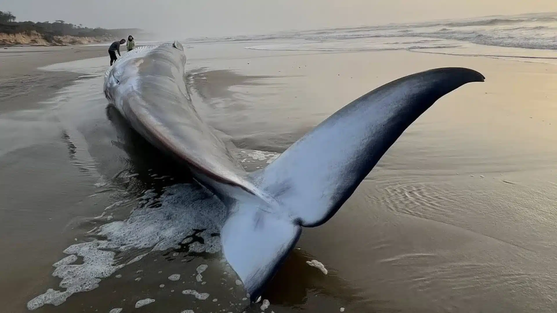 Baleine de 20 mètres échouée sur une plage d'Ovar. Regardez les images.