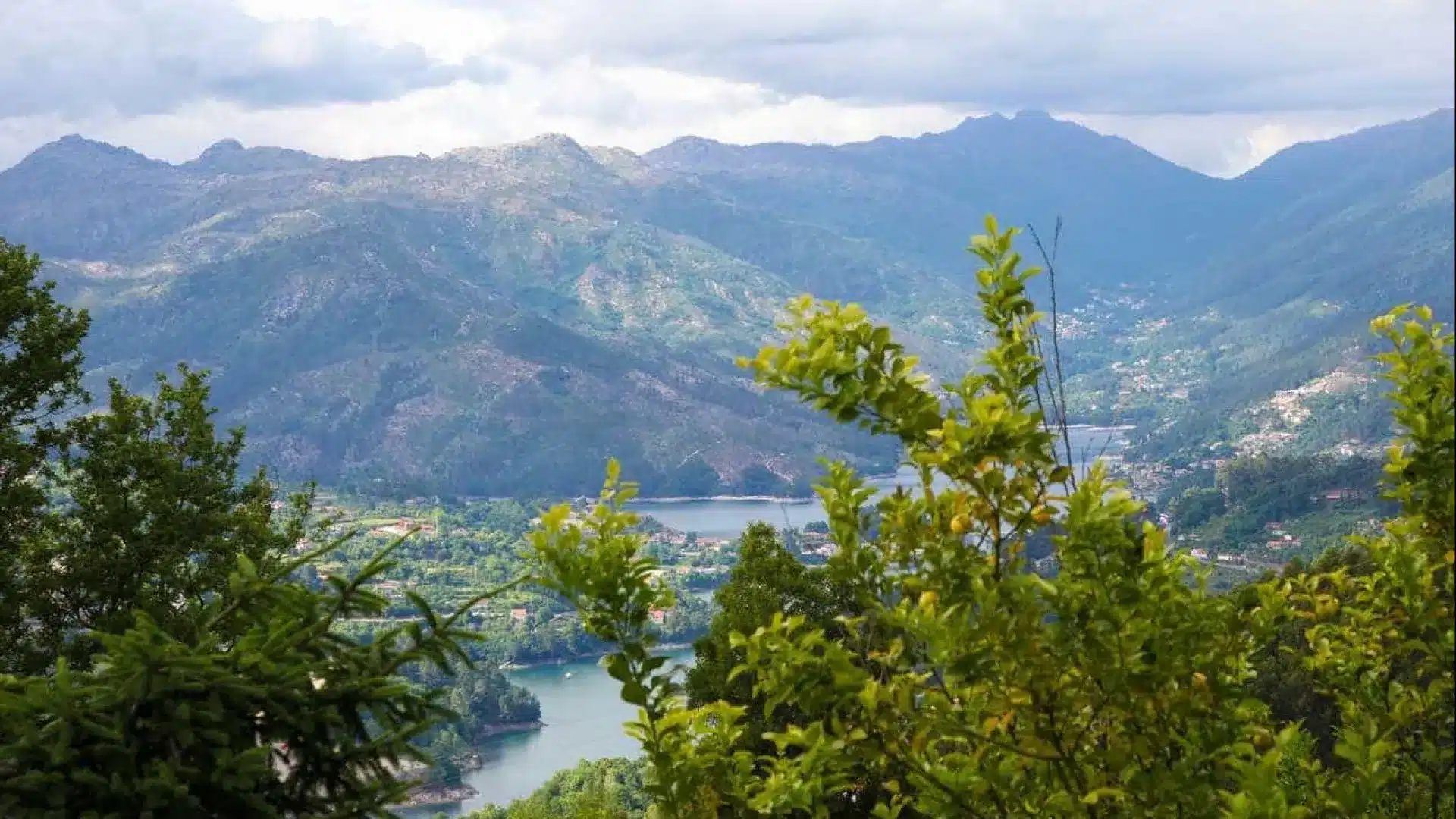 Bouleaux et pins pour reboiser la zone incendiée à Fafião dans le Gerês