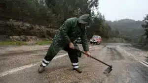 Bruxelles approuve des aides d'État de 250 millions pour le secteur forestier ici.