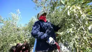 Bruxelles lance une plateforme pour attirer plus de femmes vers l'agriculture.