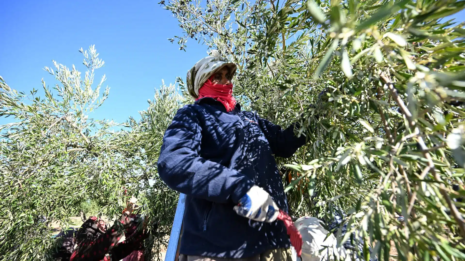 Bruxelles lance une plateforme pour attirer plus de femmes vers l'agriculture.