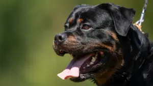 Chiens "potentiellement" dangereux : Quels sont-ils ? Et que doivent faire les propriétaires ?