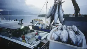 Commerçants de poisson des Açores contre l'augmentation des taxes de la SATA