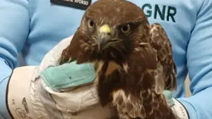 "Désorienté". La GNR sauve un milan royal près de l'A4 à Bragança.