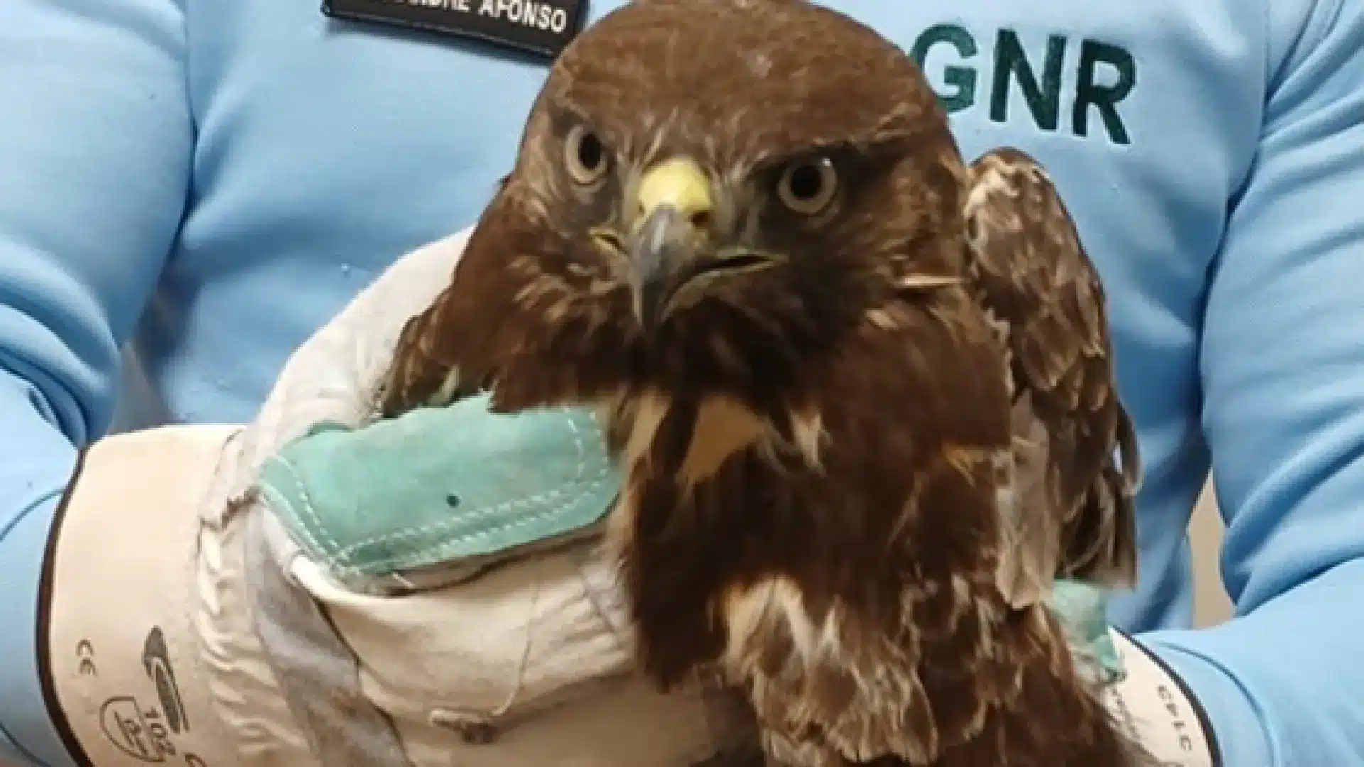 "Désorienté". La GNR sauve un milan royal près de l'A4 à Bragança.