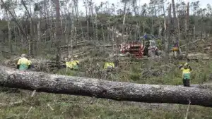Enregistrées 6 000 intentions de particuliers pour l'enlèvement de matériaux ligneux