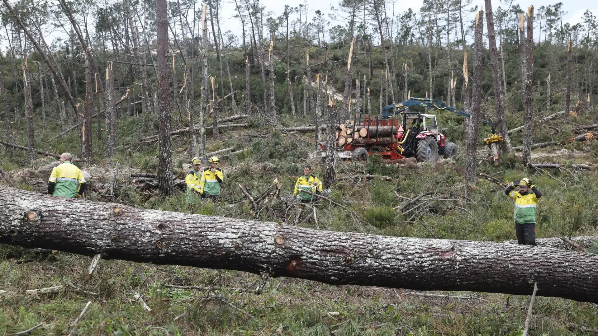 Enregistrées 6 000 intentions de particuliers pour l'enlèvement de matériaux ligneux