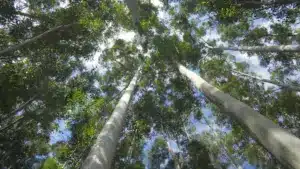 Forêts ayant les niveaux les plus élevés de destruction en raison des changements climatiques.