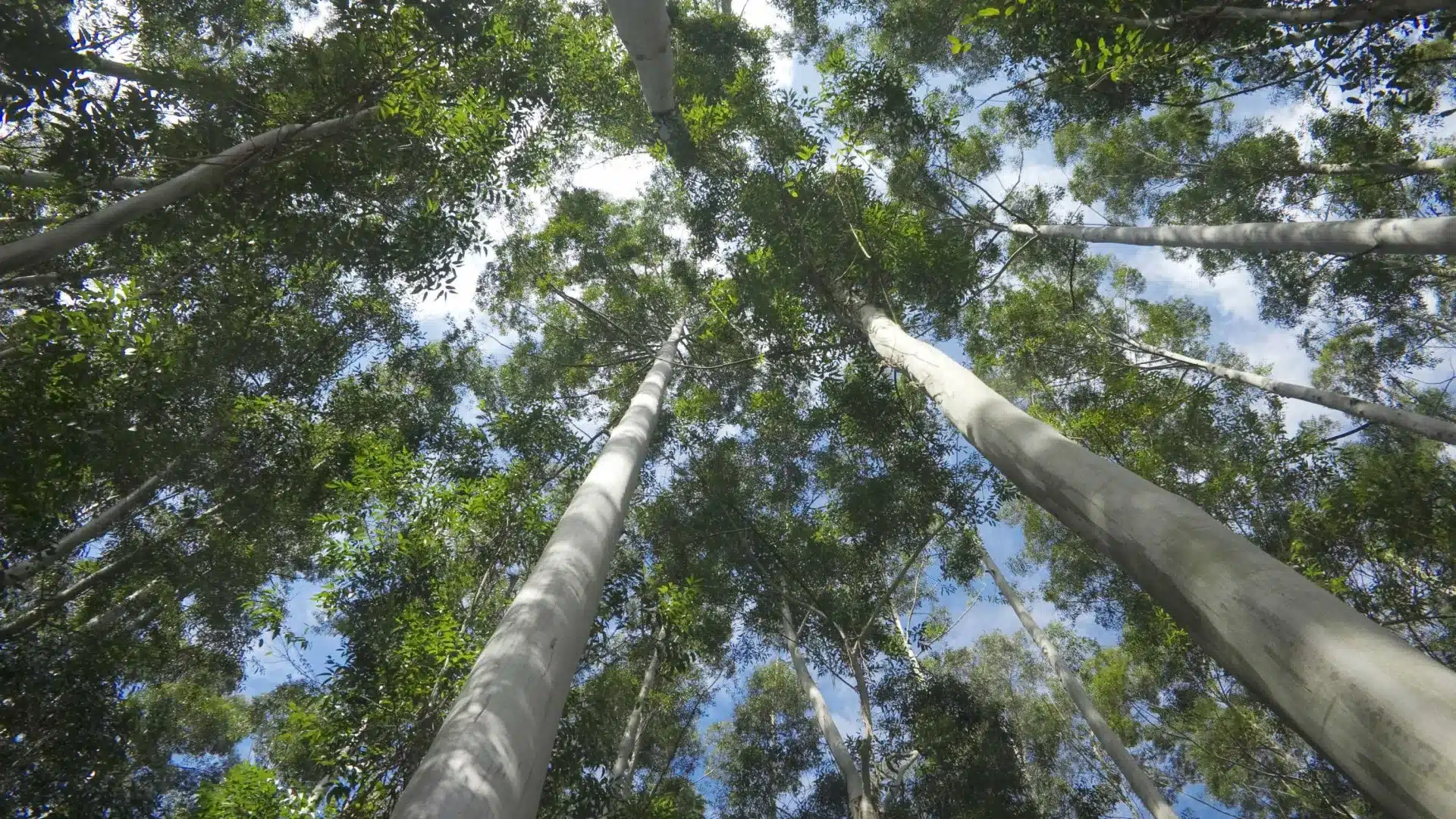 Forêts ayant les niveaux les plus élevés de destruction en raison des changements climatiques.