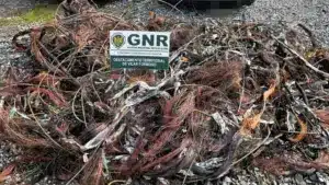 GNR saisit 548 kilos de cuivre volé à Almeida. Deux personnes ont été arrêtées.