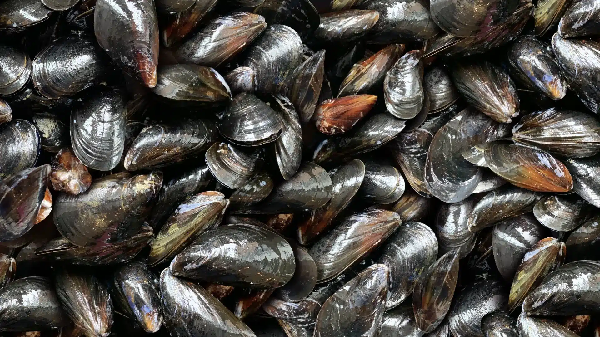 La GNR saisit 175 kilos de moules capturées illégalement à Ovar.