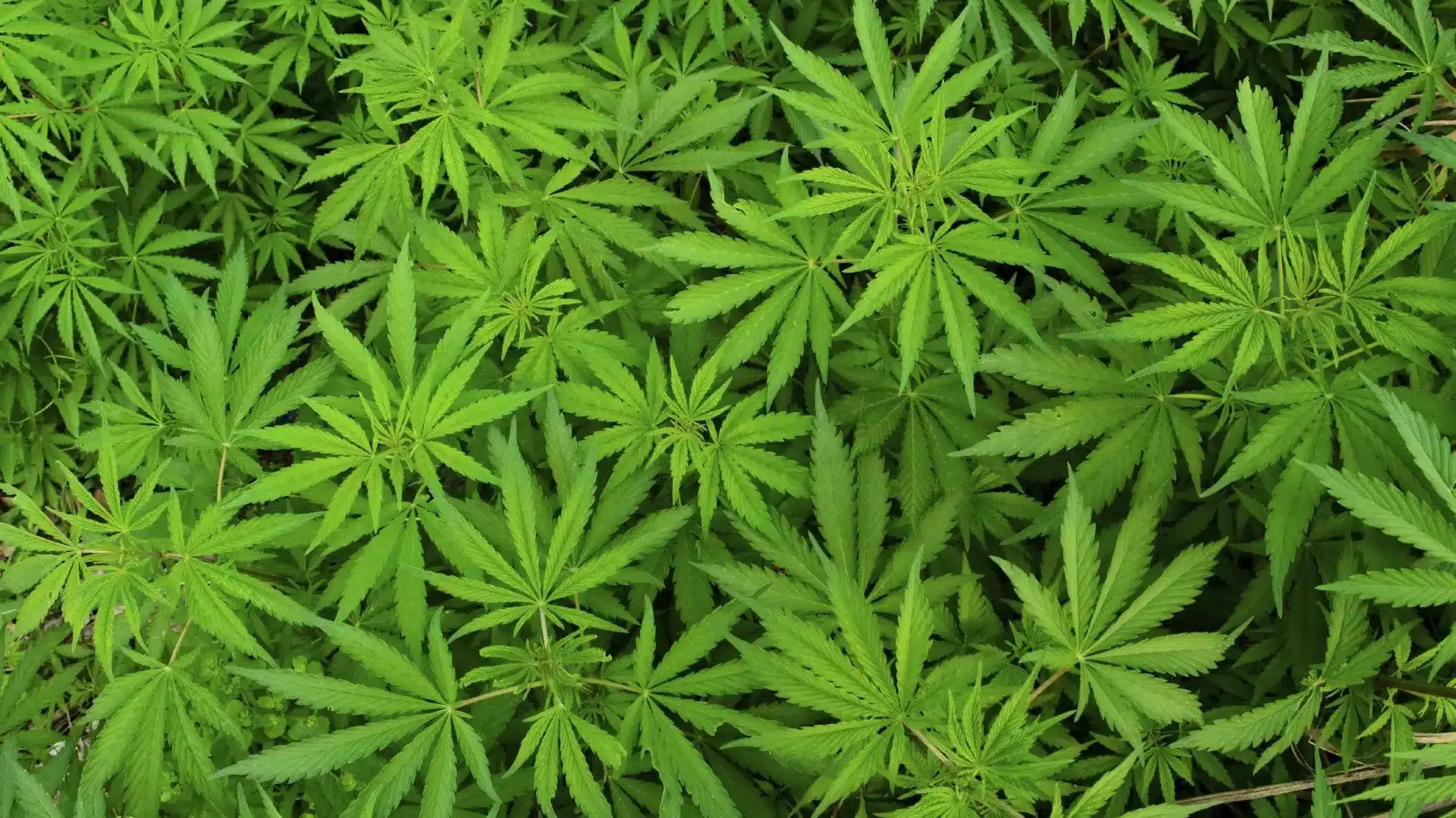 La PJ contrôle la vente de produits à base de cannabis et fait 4 arrestations et 10 prévenus.