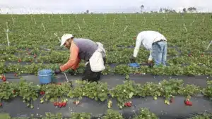 L'agriculture a perdu 210 000 travailleurs au cours des 30 dernières années.