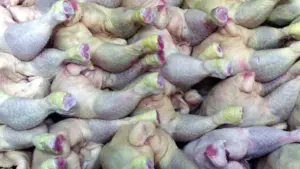 L'Angola dépense 850 mille dollars par jour pour l'importation de poulet.