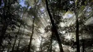 L'Association Quercus a offert 1,7 million d'arbres en 15 ans.