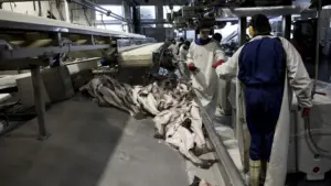 Le Conseil norvégien des produits de la mer va investir jusqu'à 800 000 € ici.