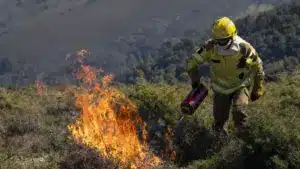 Le feu contrôlé en hiver aide à contenir les incendies et à renouveler les pâturages.
