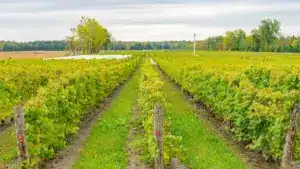 Le gouvernement fixe un maximum de nouvelles plantations de vignes à 616 hectares.