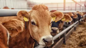 L'élevage veut une "réponse préventive" contre la maladie qui affecte les bovins.