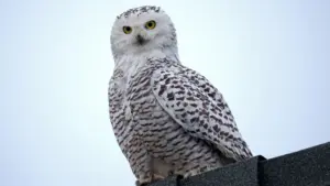 Les biologistes saluent la protection des espèces migratoires mais alertent sur les problèmes.