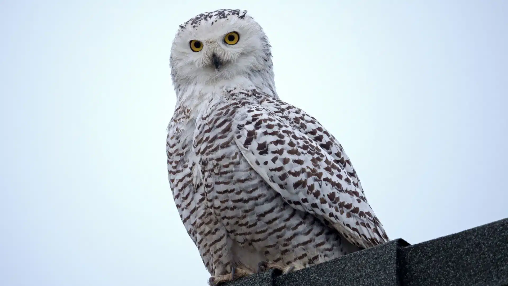 Les biologistes saluent la protection des espèces migratoires mais alertent sur les problèmes.