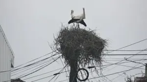 Les cigognes de nid abattu illégalement en 2025 sont revenues à Gondomar.
