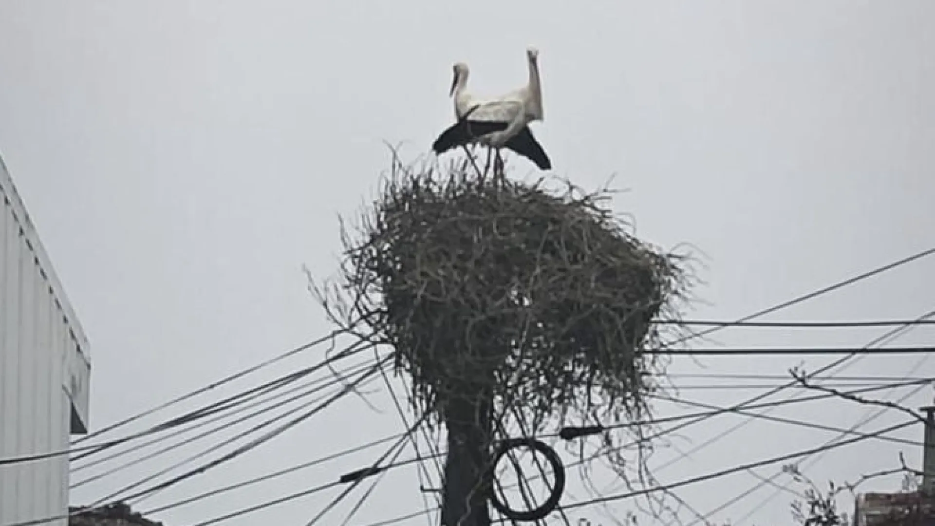 Les cigognes de nid abattu illégalement en 2025 sont revenues à Gondomar.