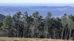 Les exportations de la filière pin augmentent de 2% pour atteindre 2,5 milliards en 2025.