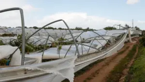 Les pertes dans le secteur agricole avoisinent 500 millions et les aides n'ont pas été reçues.