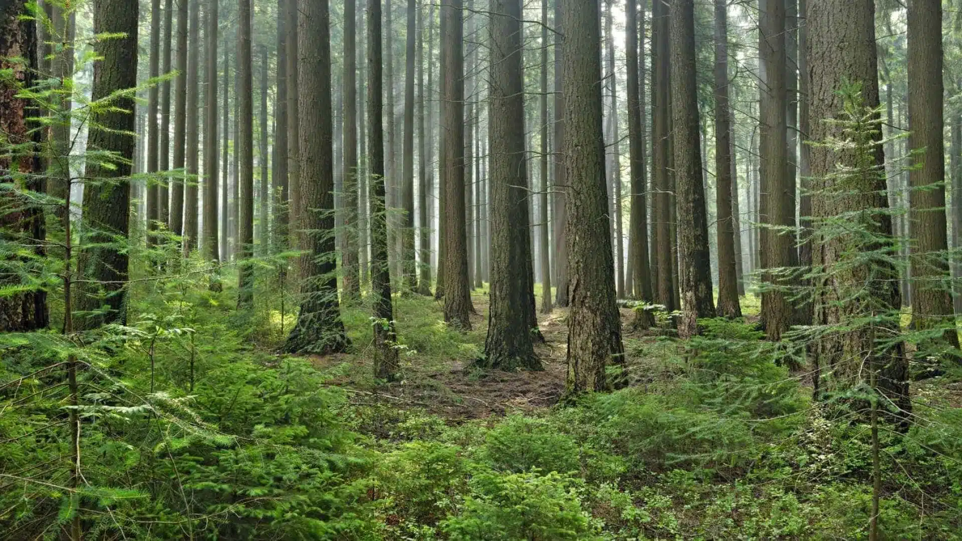 Les producteurs avertissent que la hausse des prix des carburants menace le nettoyage des terrains.
