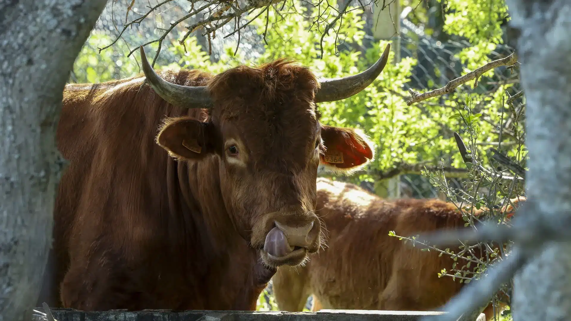 Les producteurs récupèrent une race bovine de l'Algarve considérée comme éteinte.