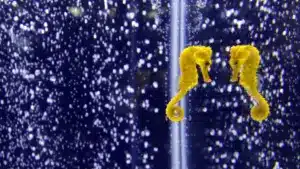 L'estuaire du Sado "important" pour la conservation des hippocampes