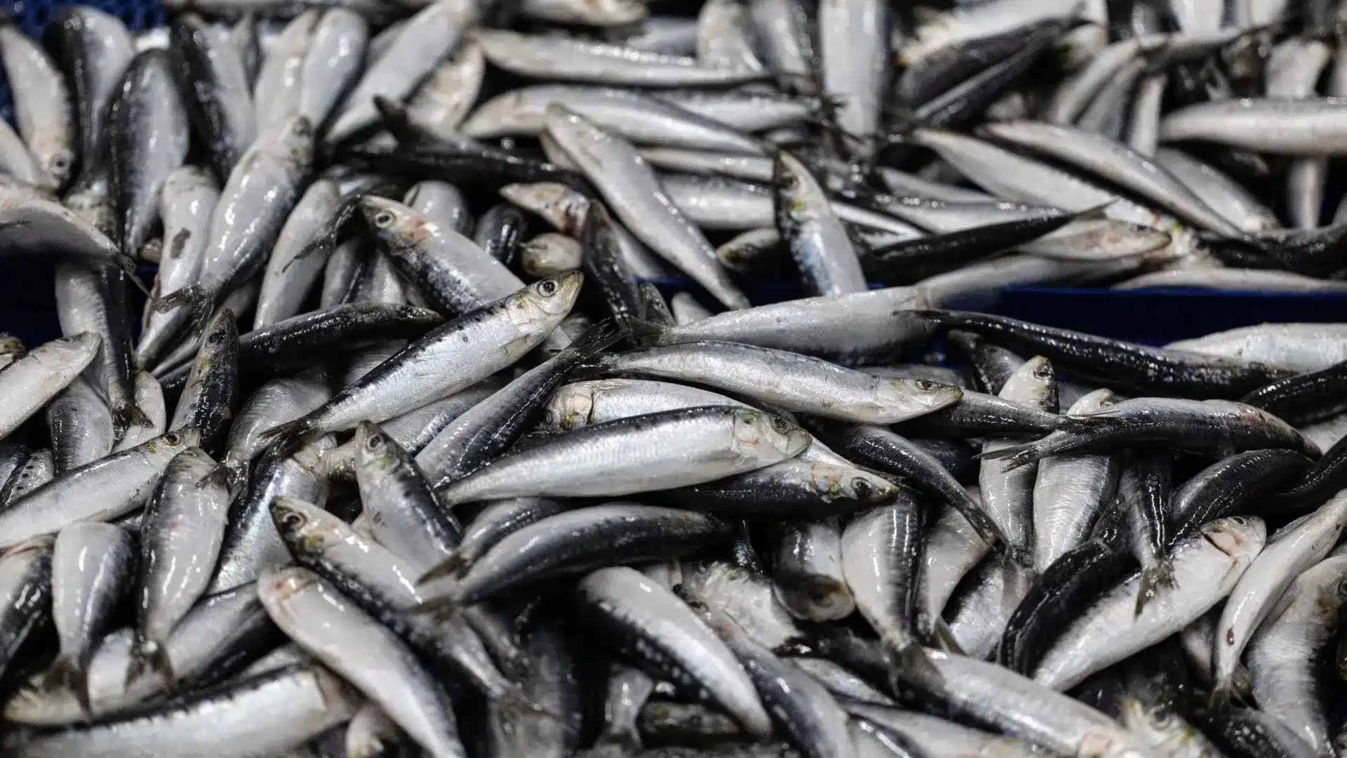 L'évaluation des stocks de sardines se poursuit jusqu'à la fin du mois.