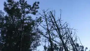 L'ICNF dit que l'abattage de pins à Sesimbra ne nécessitait pas d'autorisation.