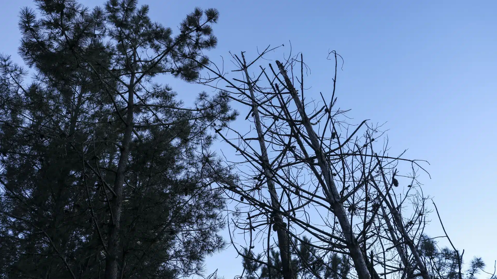 L'ICNF dit que l'abattage de pins à Sesimbra ne nécessitait pas d'autorisation.