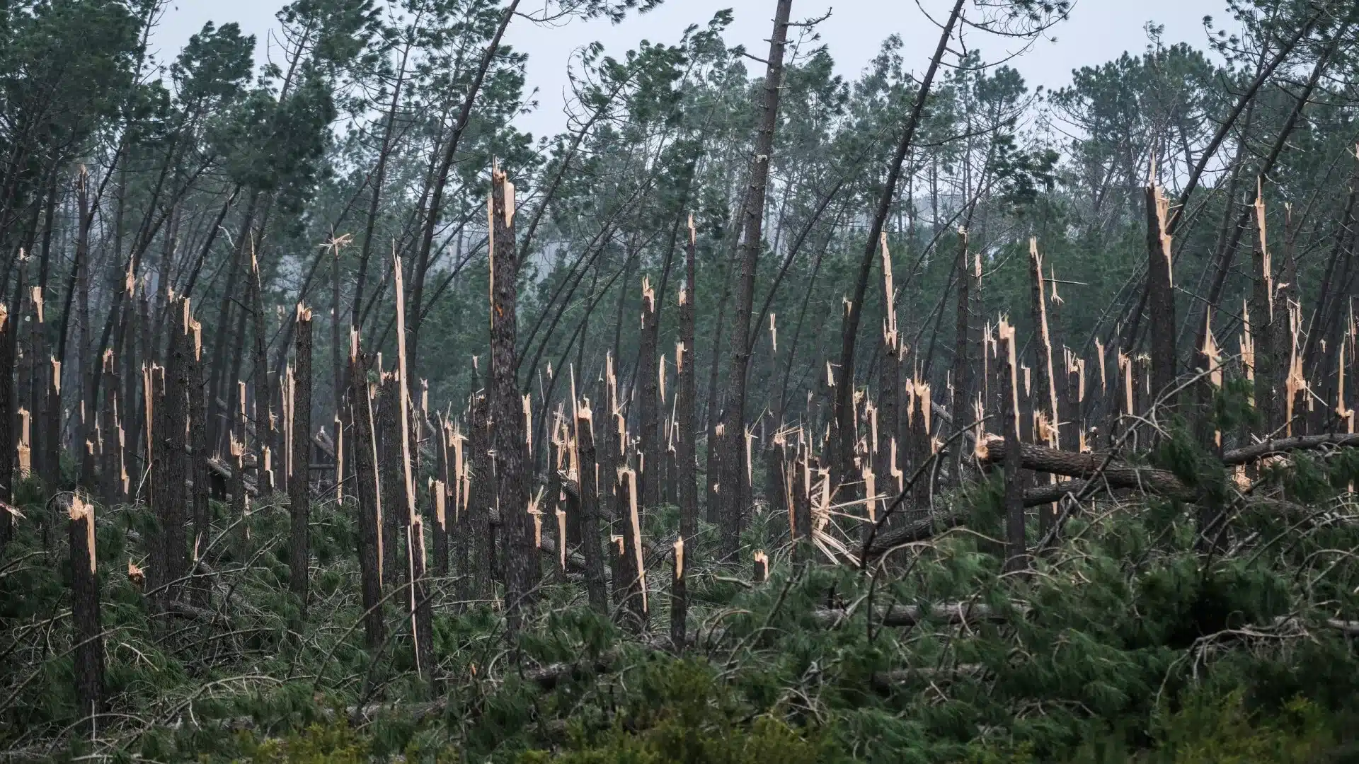L'ICNF dit que les résidus de la dépression Kristin augmentent le risque d'incendie.