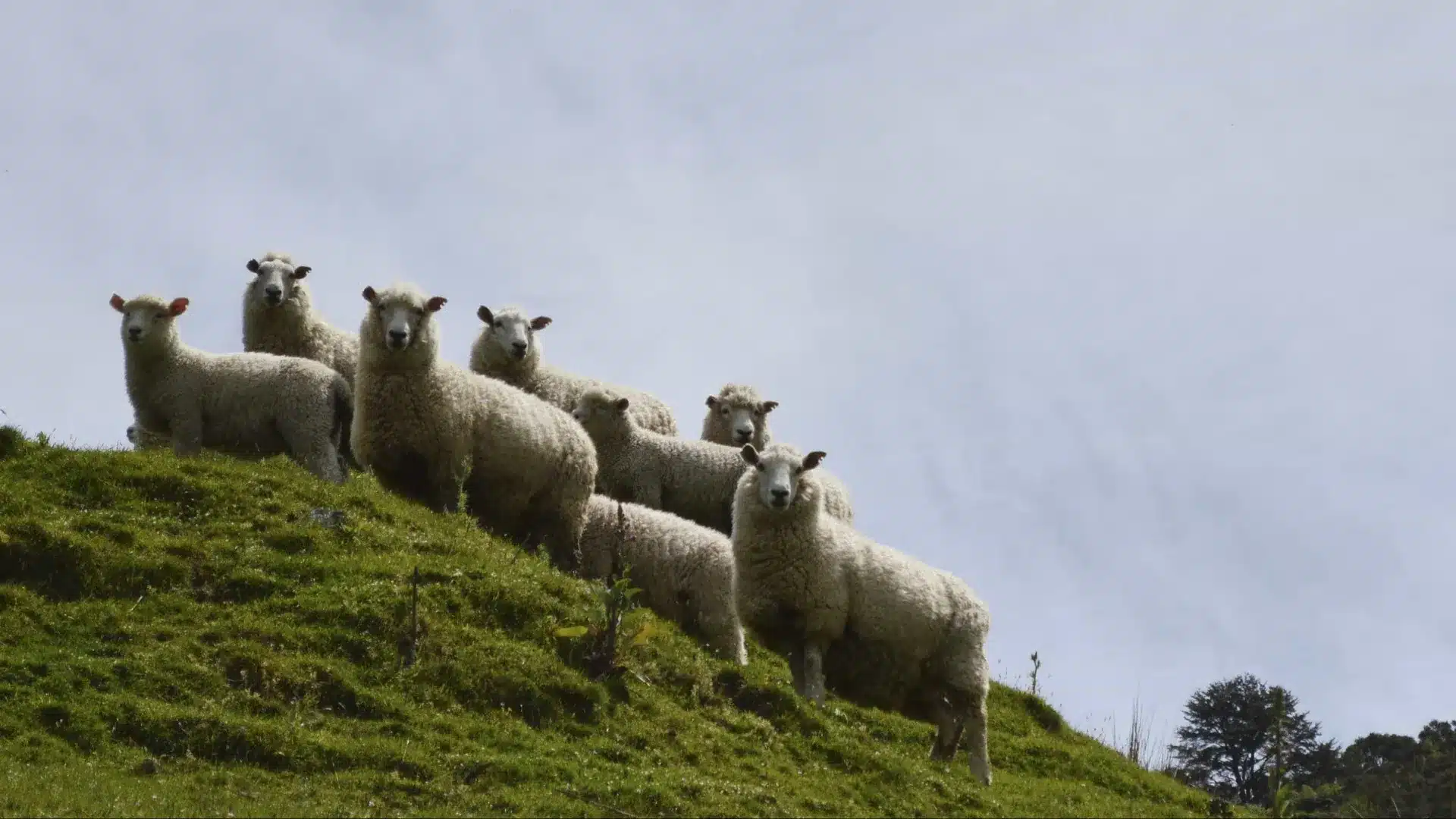 Oliveira do Hospital soutient la surveillance sanitaire dans les exploitations ovines.