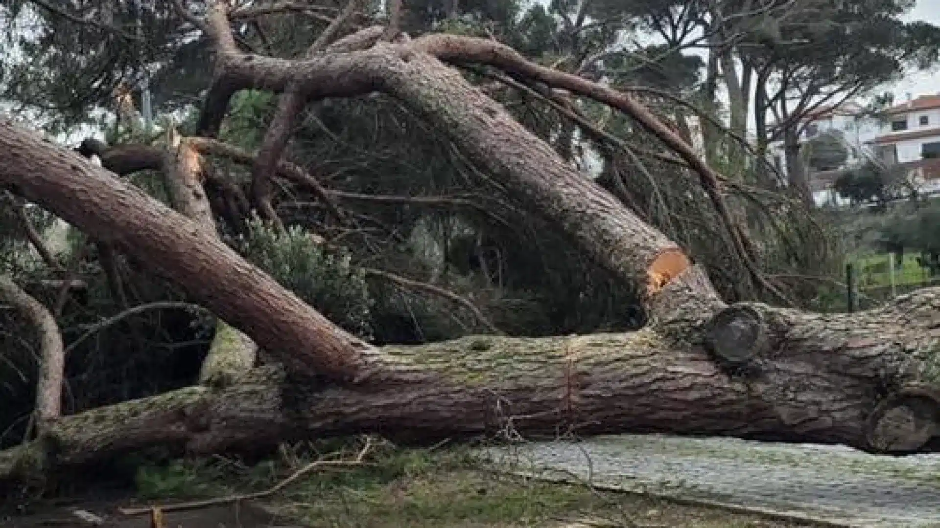 Pombal a 2 400 km de chemins forestiers à nettoyer après les tempêtes.