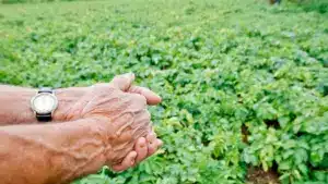 UE/Mercosur : Bruxelles approuve des sauvegardes pour les agriculteurs