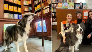Un chien a enchanté Bertrand à Lisbonne en équilibrant des livres sur son museau. Voyez donc.