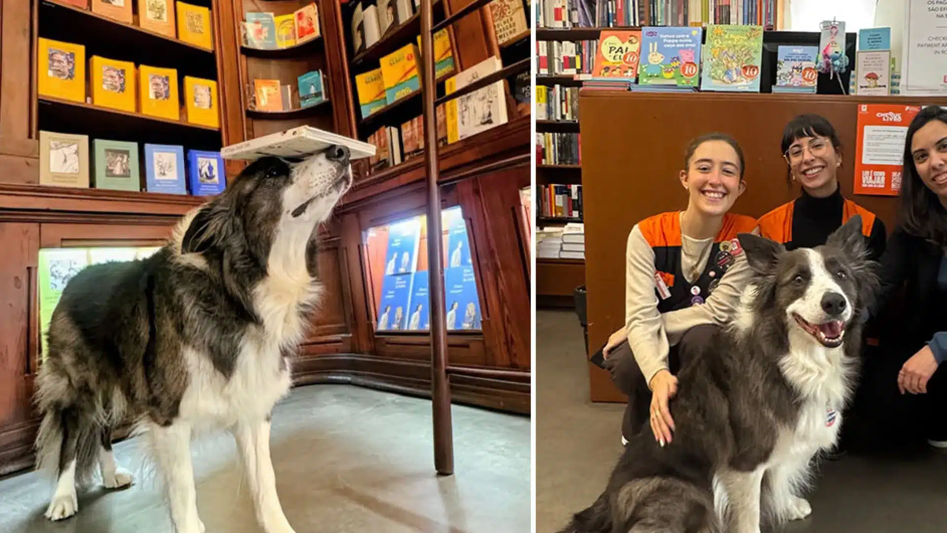 Un chien a enchanté Bertrand à Lisbonne en équilibrant des livres sur son museau. Voyez donc.