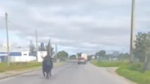 Un taureau en fuite au Ribatejo. Les conducteurs ont eu la peur de leur vie.