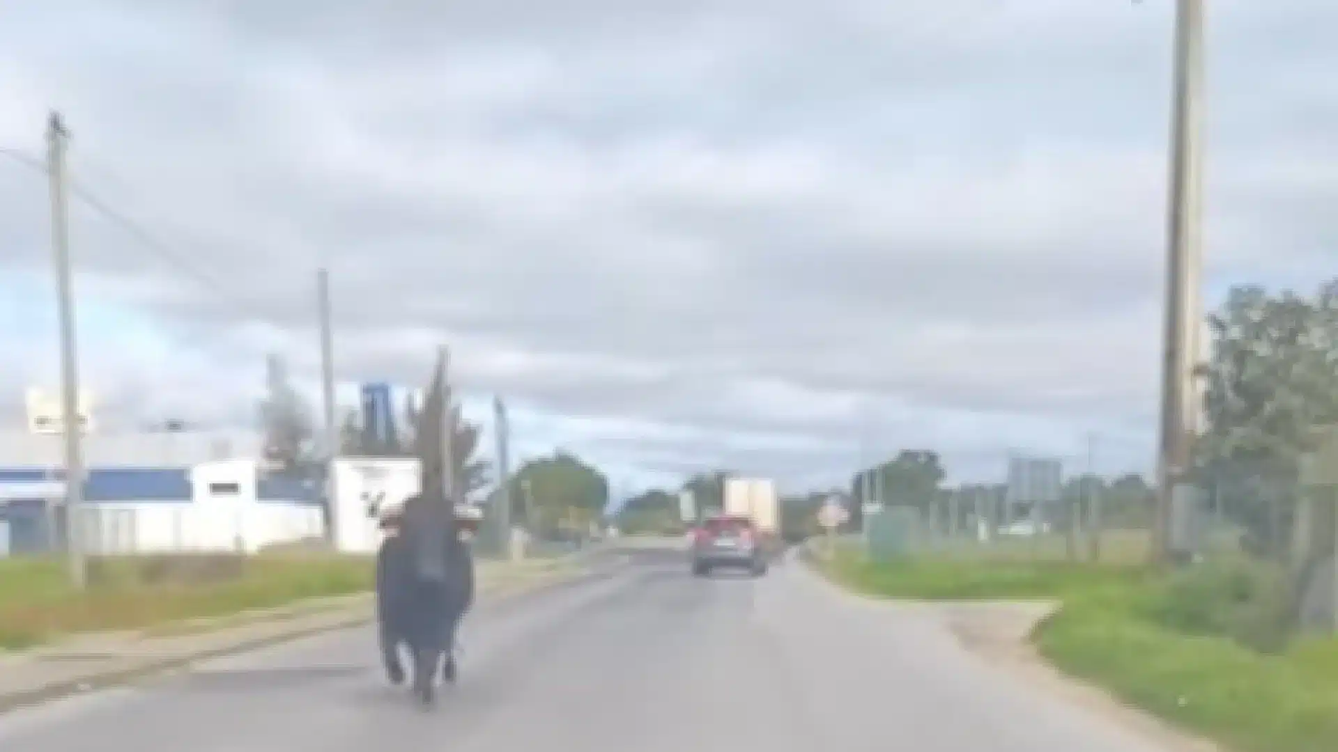 Un taureau en fuite au Ribatejo. Les conducteurs ont eu la peur de leur vie.