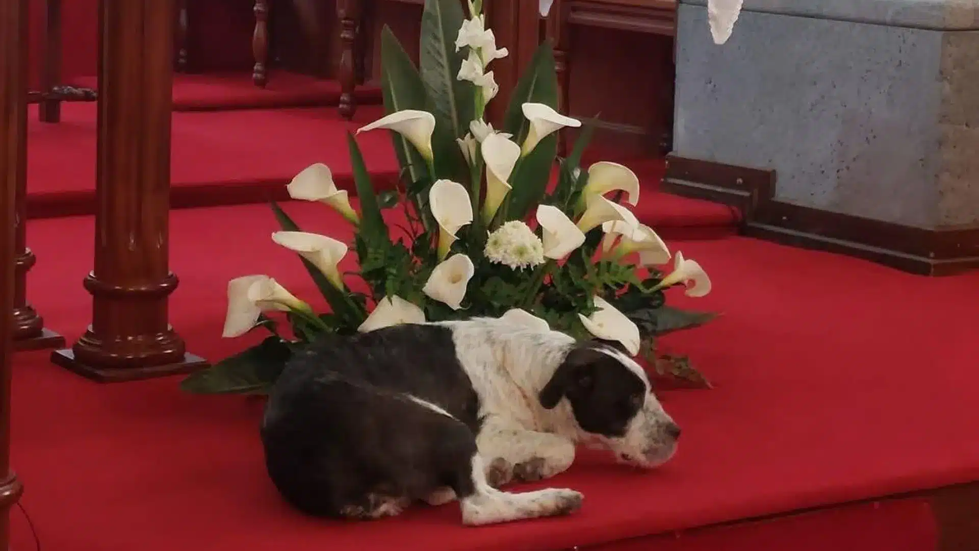 Une chienne s'enfuit pour accompagner les pèlerins. "Elle tombe malade quand je vais la chercher"