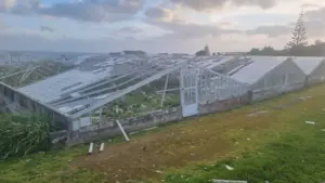 Une mini-tornade cause des ravages dans les serres d'ananas aux Açores.